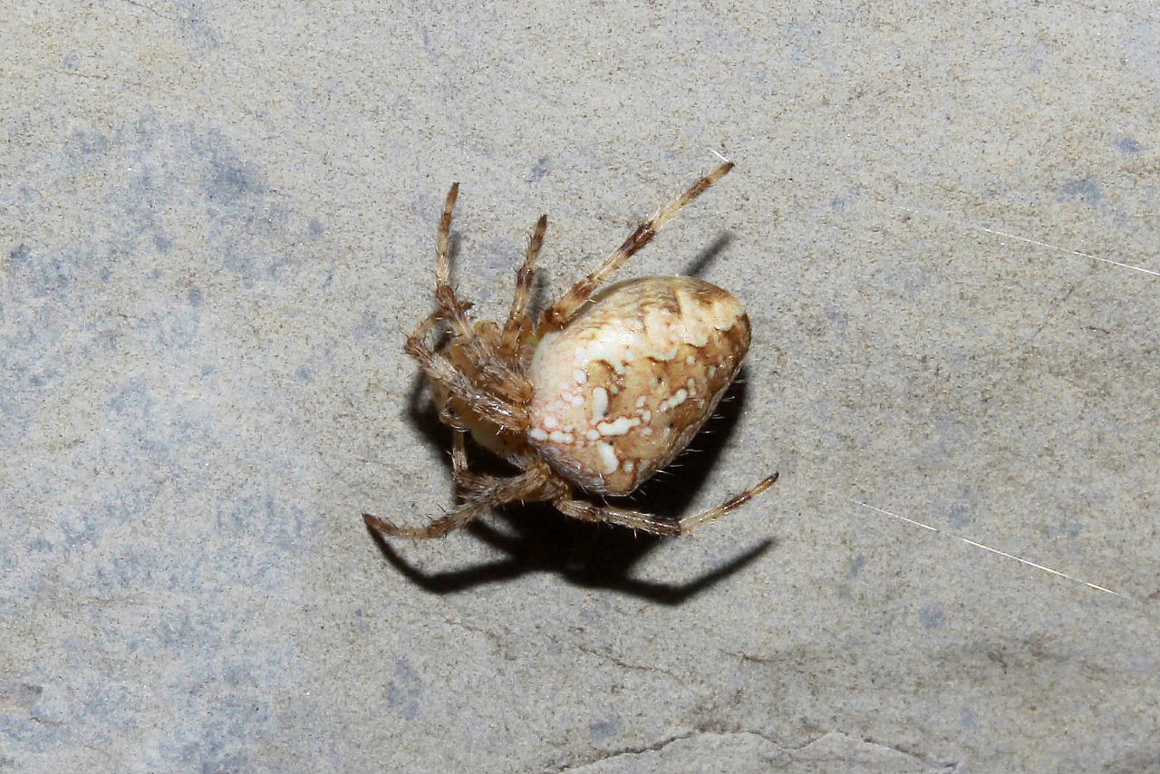 Araneus diadematus - Genova (GE)
